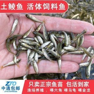 龍魚喂啥上色快vs祥龍魚場：“龍魚喂啥上色快”與“祥龍魚場”兩個品牌在提升龍魚色彩方面的效果