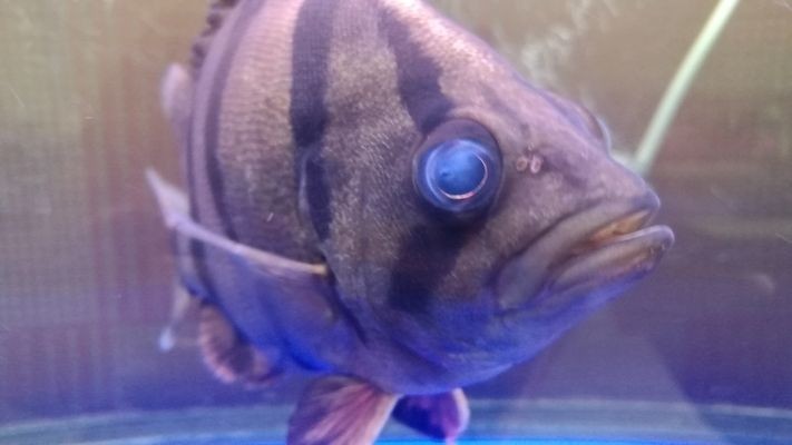 虎魚眼睛爛了怎么辦
