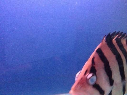 虎魚眼睛爛了怎么辦