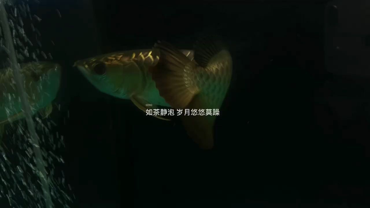 廣州市荔灣區御園水族店