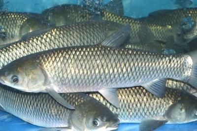 魟魚不可以和什么魚混養：[需手動填充]魚可以和什么魚混養