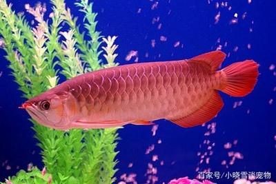 紅龍魚喂食頻率與健康關系：紅龍魚喂食頻率對其健康有著密切的影響