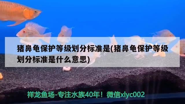 豬鼻龜保護等級劃分標準是(豬鼻龜保護等級劃分標準是什么意思)