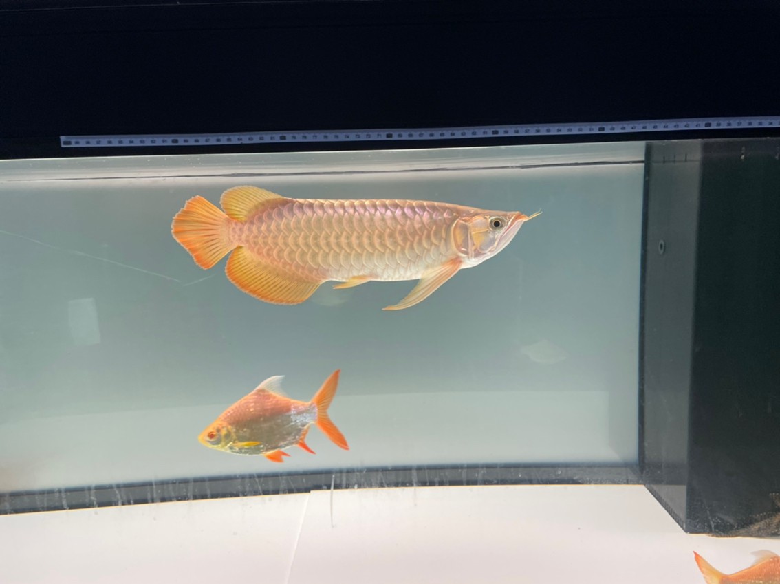 養紅龍百感交集（2）