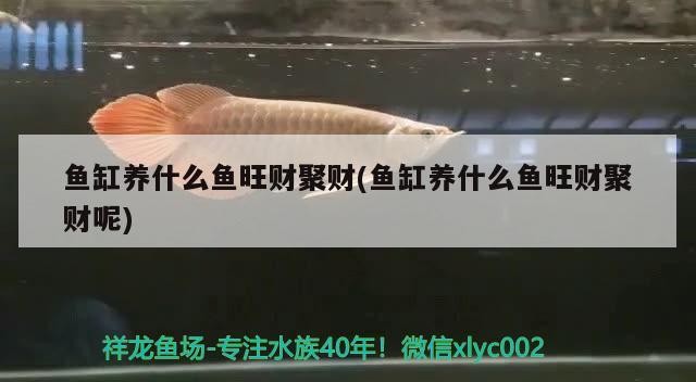 魚缸養什么魚旺財聚財(魚缸養什么魚旺財聚財呢)