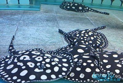 皇冠黑白魟魚多大能繁殖：皇冠黑白魟魚多大能繁殖，
