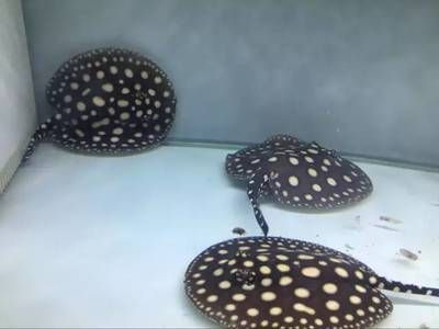 皇冠黑白魟魚多大能繁殖：皇冠黑白魟魚多大能繁殖，