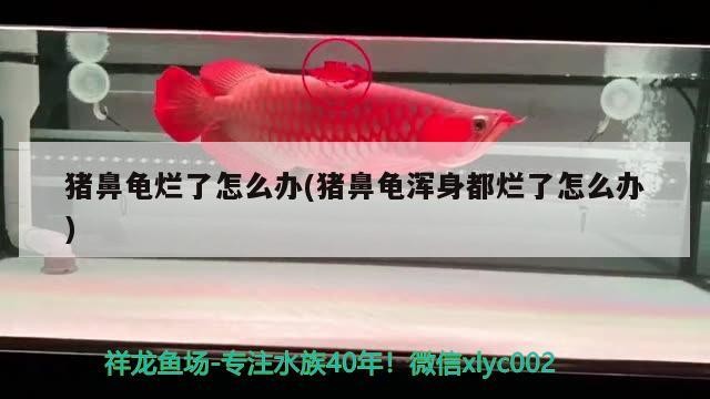 豬鼻龜爛了怎么辦(豬鼻龜渾身都爛了怎么辦)