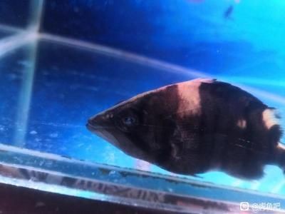 虎魚內蒙眼還可以捕食嗎：虎魚內蒙眼可以捕食嗎