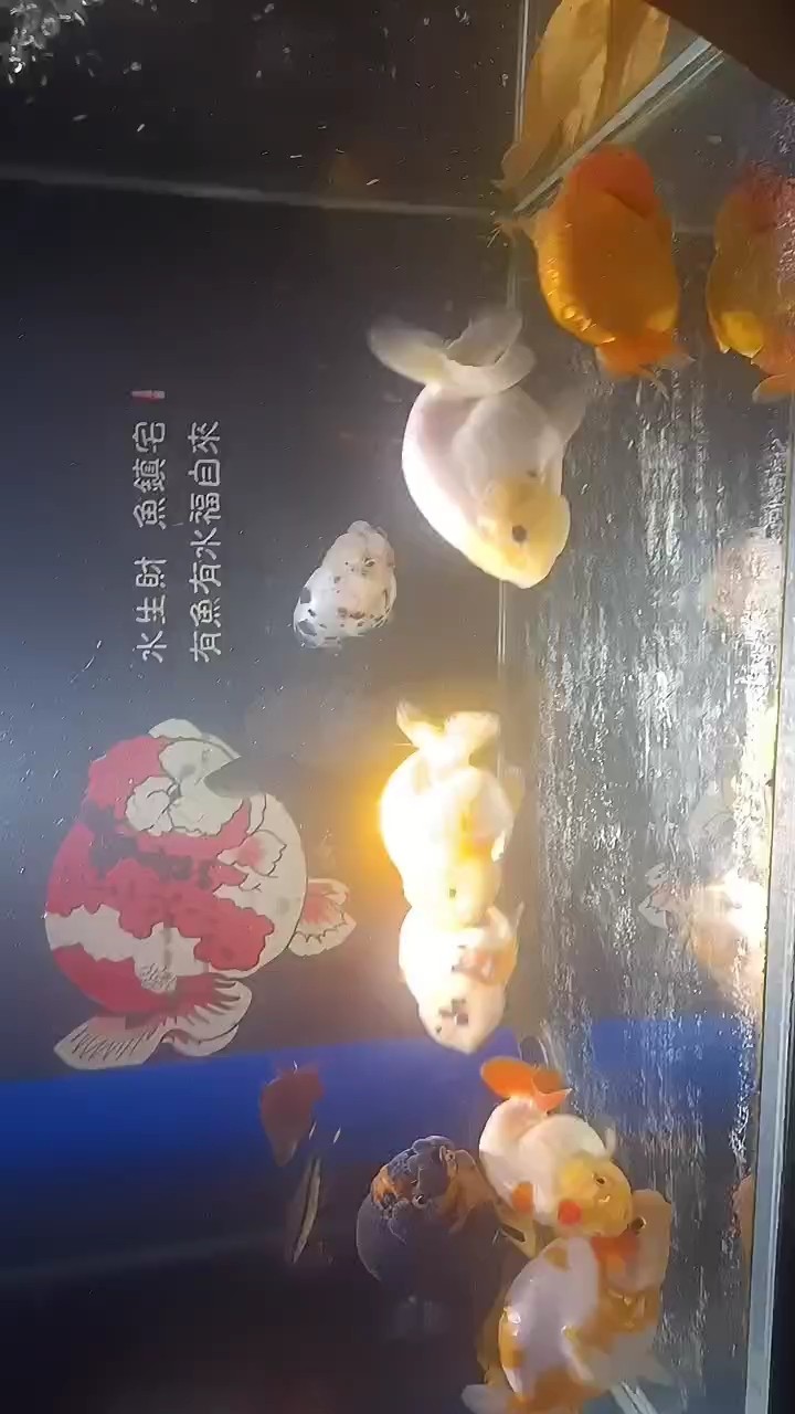夜深人靜看看魚
