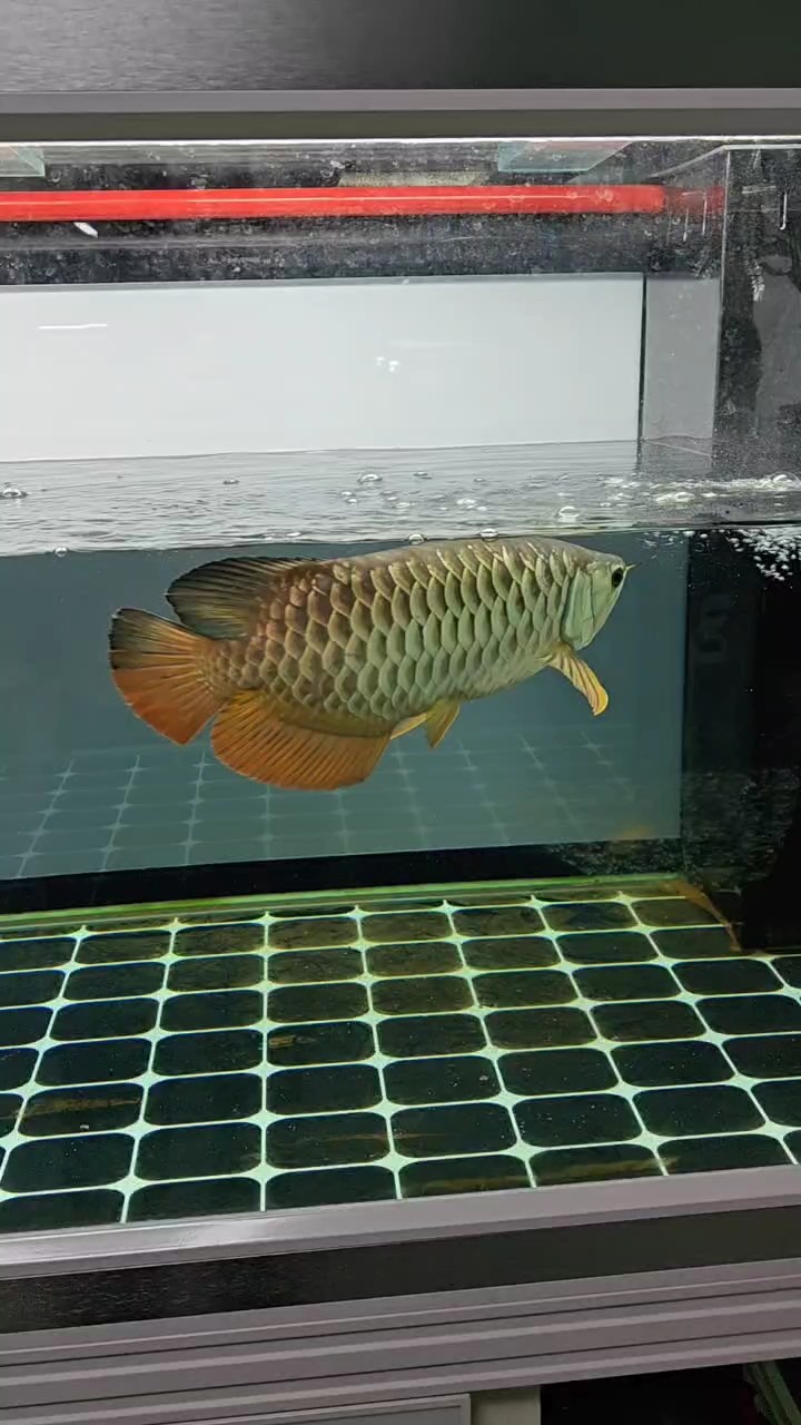 金龍到家的第418天
