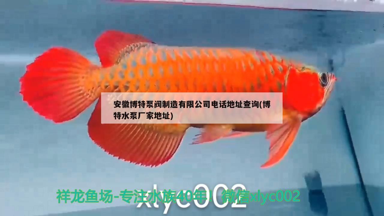 安徽博特泵閥制造有限公司電話地址查詢(博特水泵廠家地址)