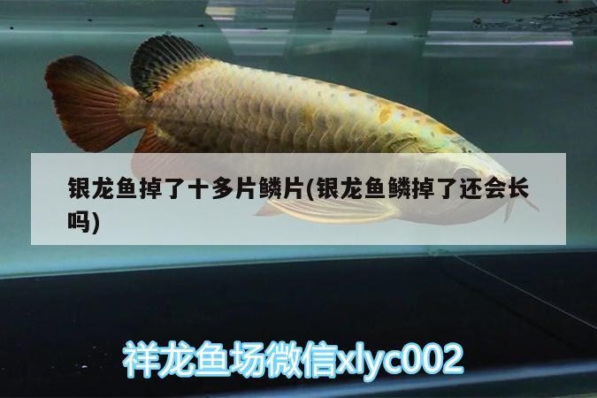 銀龍魚掉了十多片鱗片(銀龍魚鱗掉了還會長嗎)