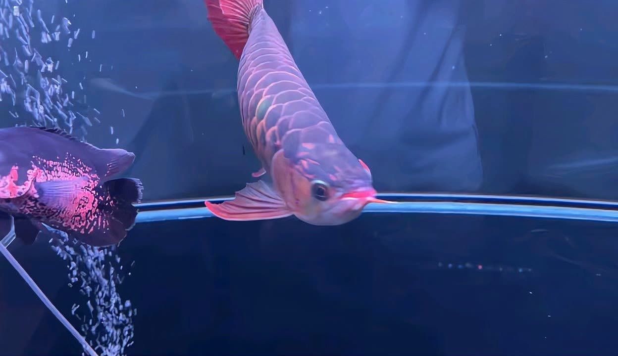 40公分的紅龍魚價格多少：40公分紅龍魚價格受到多種因素影響紅龍魚價格差異
