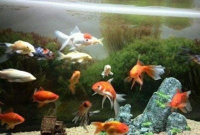 養紅龍魚魚缸背景顏色要求是什么