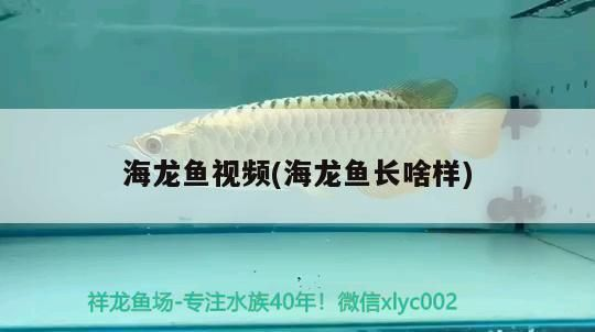 海龍魚干怎么吃vs祥龍魚場：如何辨別海龍魚干質量