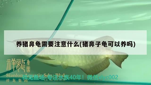 養豬鼻龜需要注意什么(豬鼻子龜可以養嗎)