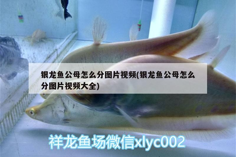金龍魚重慶分公司的主要產品有哪些，金龍魚重慶分公司的主要產品
