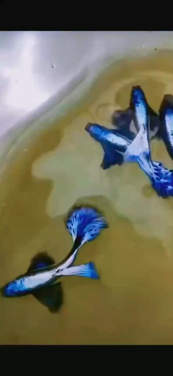 滿鱗亮背象耳島嶼天堂藍孔雀魚#孔雀魚 #高端孔雀魚#稀有孔雀魚