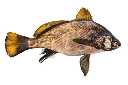 白條魚和翹嘴魚的區別（白條魚和翹嘴魚在外觀上有一些相似之處，使得它們成為兩種不同的魚類）