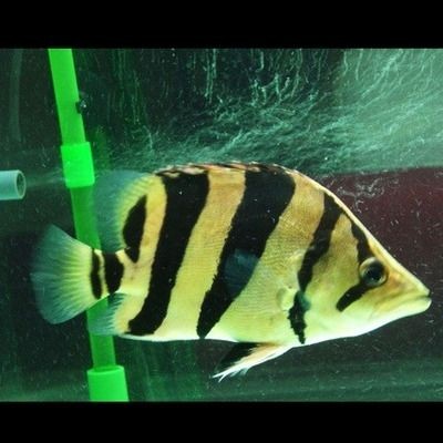 虎魚包肚包脖圖片：虎魚包肚包脖圖片是否重要