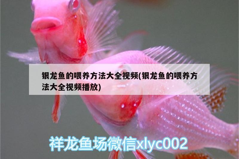 銀龍魚的喂養方法大全視頻(銀龍魚的喂養方法大全視頻播放)