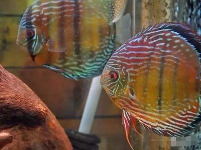 紅龍魚要多大的魚缸才能養：如何保持紅龍魚缸水質清潔