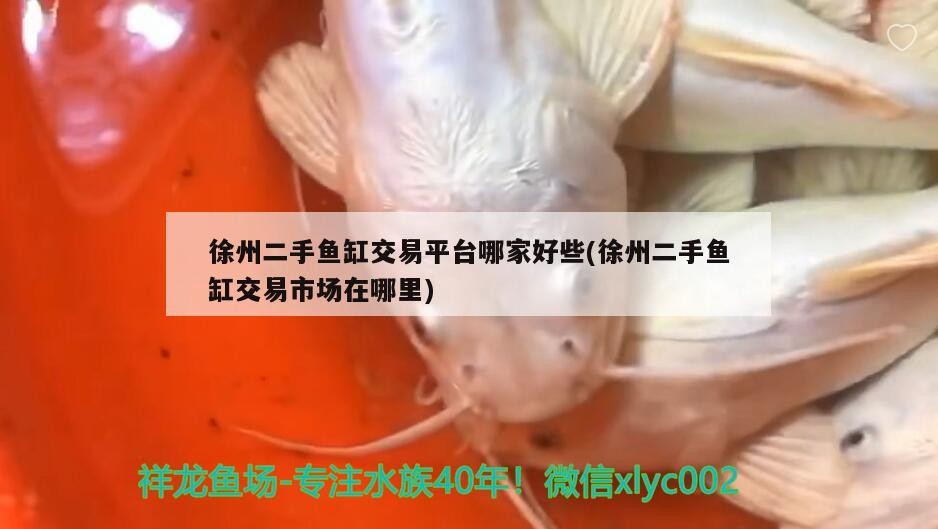 徐州二手魚缸交易平臺哪家好些(徐州二手魚缸交易市場在哪里)