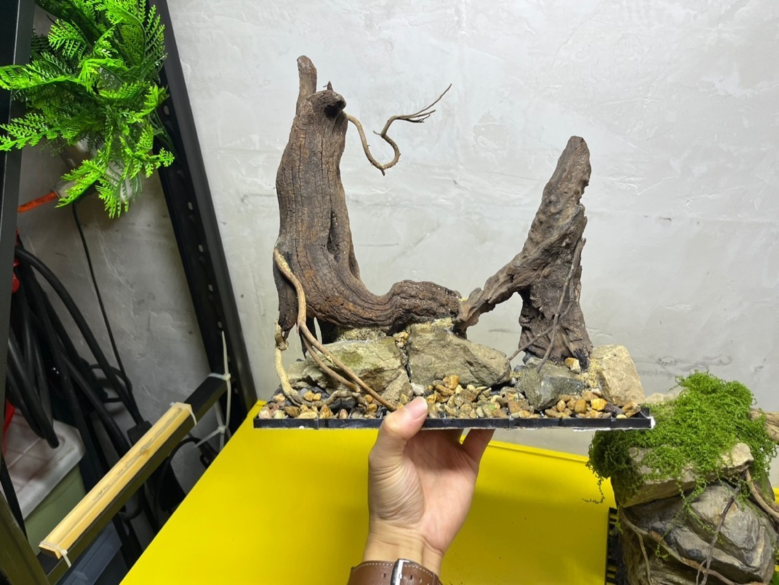 養銀龍魚水溫是多少度合適(養銀龍魚的水溫多少合適)