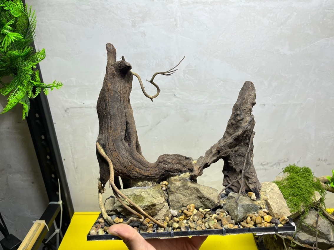 養銀龍魚水溫是多少度合適(養銀龍魚的水溫多少合適)