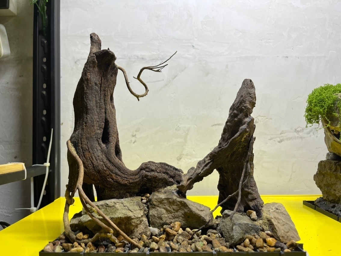 養銀龍魚水溫是多少度合適(養銀龍魚的水溫多少合適)
