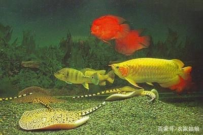 魟魚為什么難養：魟魚為什么這么難養？