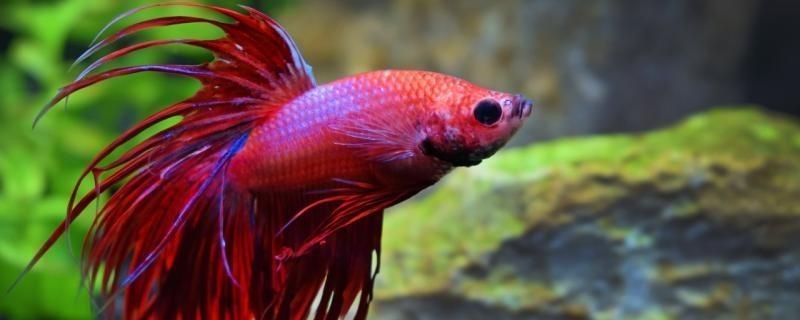 龍魚麻藥后多久能好起來vs祥龍魚場：龍魚麻藥后恢復(fù)時間 龍魚麻藥后多久能好起來vs祥龍魚場：龍魚麻藥后恢復(fù)時間 vs祥龍魚場 第4張