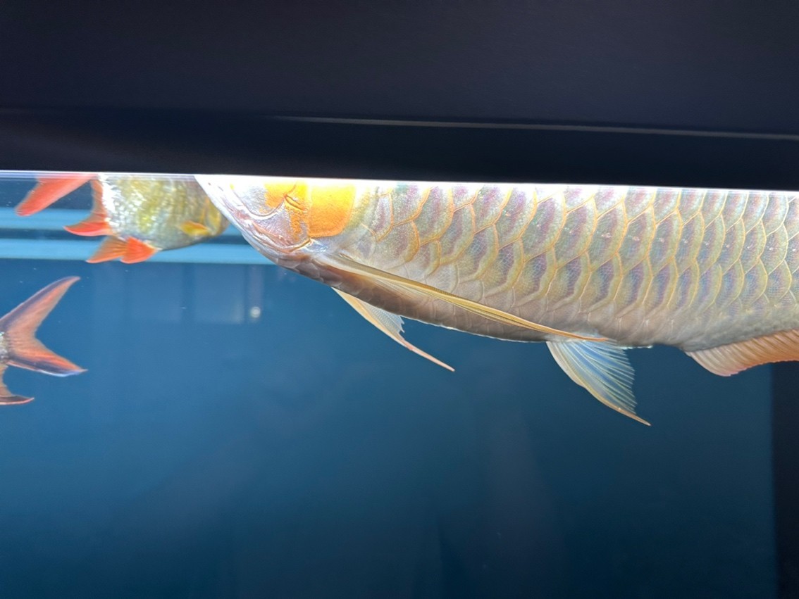 180天，目測47cm了，秋天來到，開始上側燈。這貨性格較好，不炸缸，買回來沒掉一片鱗，還在發展鰓部的紅，明年估計攻鱗片了，先用側燈把框和反光打出來。