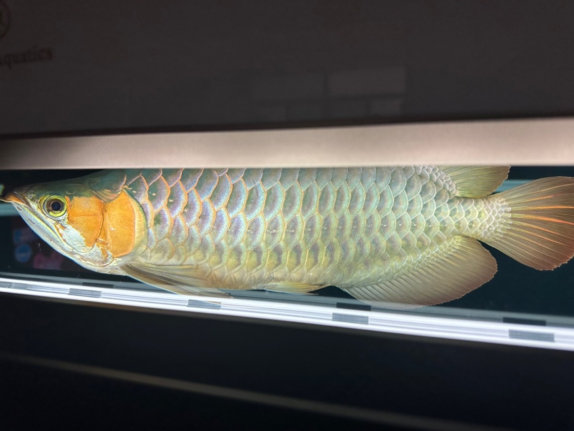 180天，目測47cm了，秋天來到，開始上側燈。這貨性格較好，不炸缸，買回來沒掉一片鱗，還在發展鰓部的紅，明年估計攻鱗片了，先用側燈把框和反光打出來。