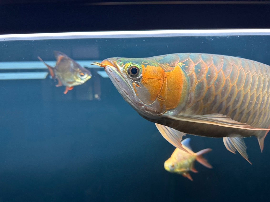 180天，目測47cm了，秋天來到，開始上側燈。這貨性格較好，不炸缸，買回來沒掉一片鱗，還在發展鰓部的紅，明年估計攻鱗片了，先用側燈把框和反光打出來。