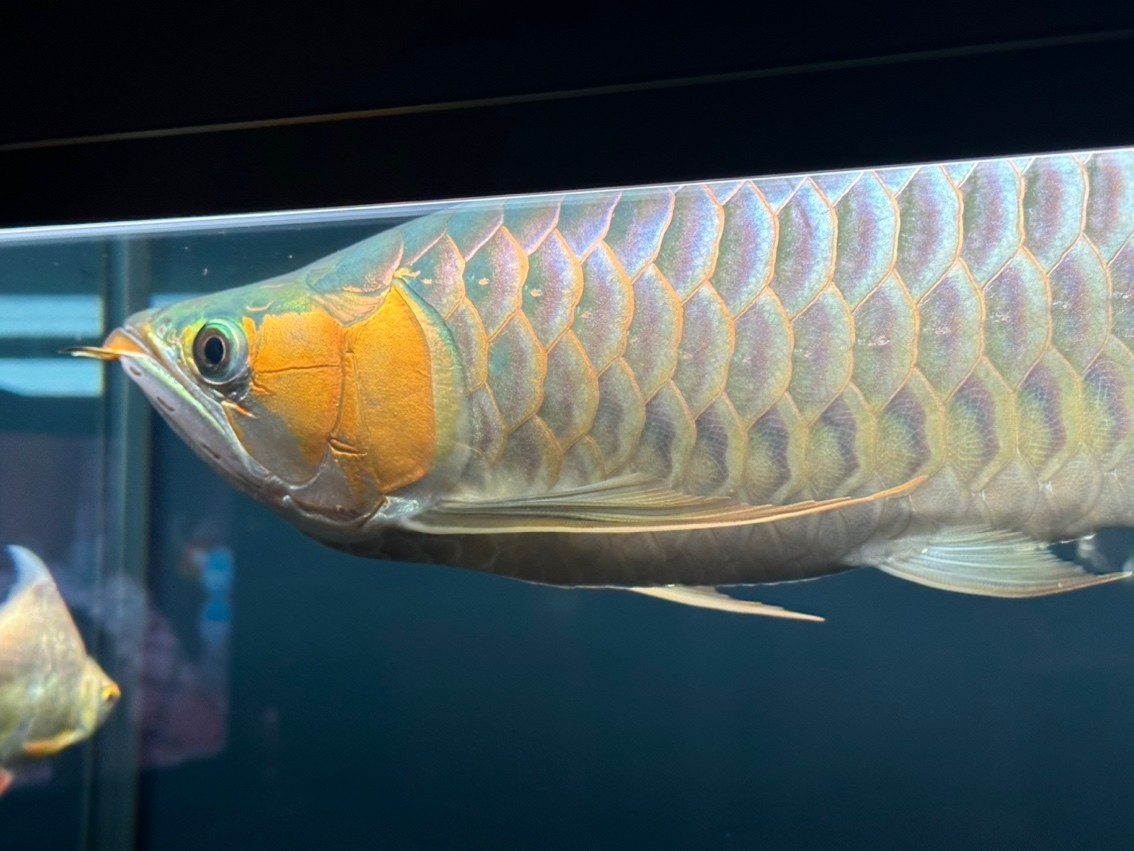 180天，目測47cm了，秋天來到，開始上側燈。這貨性格較好，不炸缸，買回來沒掉一片鱗，還在發展鰓部的紅，明年估計攻鱗片了，先用側燈把框和反光打出來。