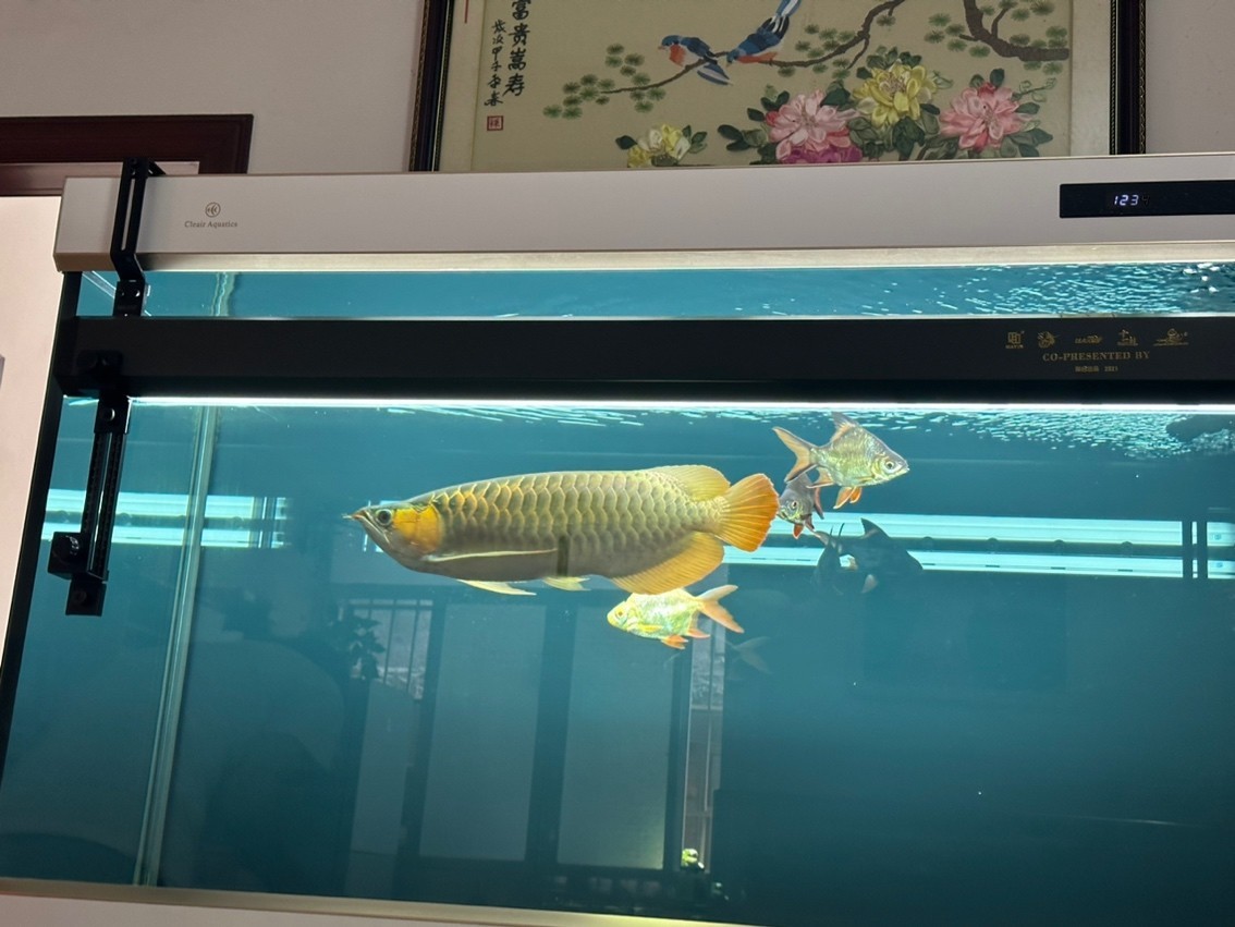 180天，目測47cm了，秋天來到，開始上側燈。這貨性格較好，不炸缸，買回來沒掉一片鱗，還在發展鰓部的紅，明年估計攻鱗片了，先用側燈把框和反光打出來。