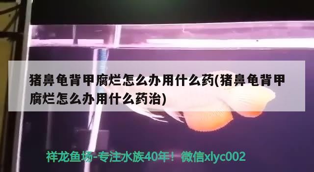 豬鼻龜背甲腐爛怎么辦用什么藥(豬鼻龜背甲腐爛怎么辦用什么藥治)