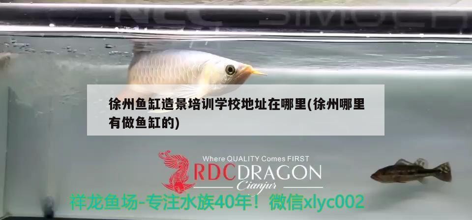徐州魚缸造景培訓學校地址在哪里(徐州哪里有做魚缸的)