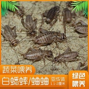 金龍魚一直喂蛐蛐可以嗎