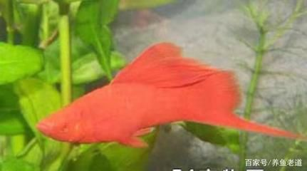 紅色的小型觀賞魚（紅劍魚的飼養技巧）
