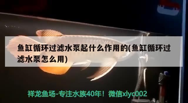 魚缸循環過濾水泵起什么作用的(魚缸循環過濾水泵怎么用)