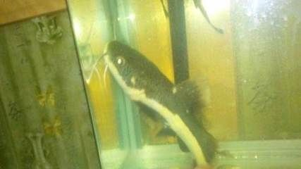 虎魚不吃飯：2-10天內自行消失，虎魚以前吃什么，吃什么