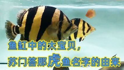 虎魚不吃飯：2-10天內自行消失，虎魚以前吃什么，吃什么