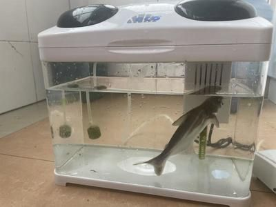 60厘米的魚缸養幾條魚12厘米：60厘米的魚缸養幾條12厘米的魚 60厘米的魚缸養幾條魚12厘米：60厘米的魚缸養幾條12厘米的魚 魚缸百科 第2張