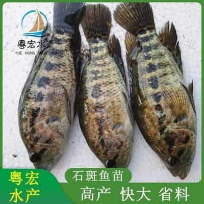 觀賞魚的銷售方法（觀賞魚的銷售技巧）