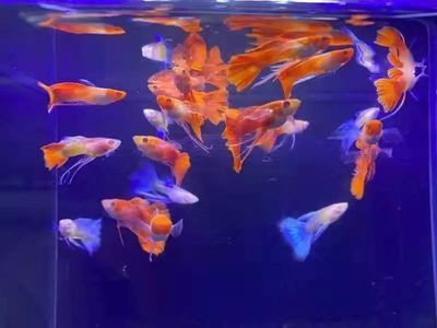 觀賞魚的銷售方法（觀賞魚的銷售技巧）