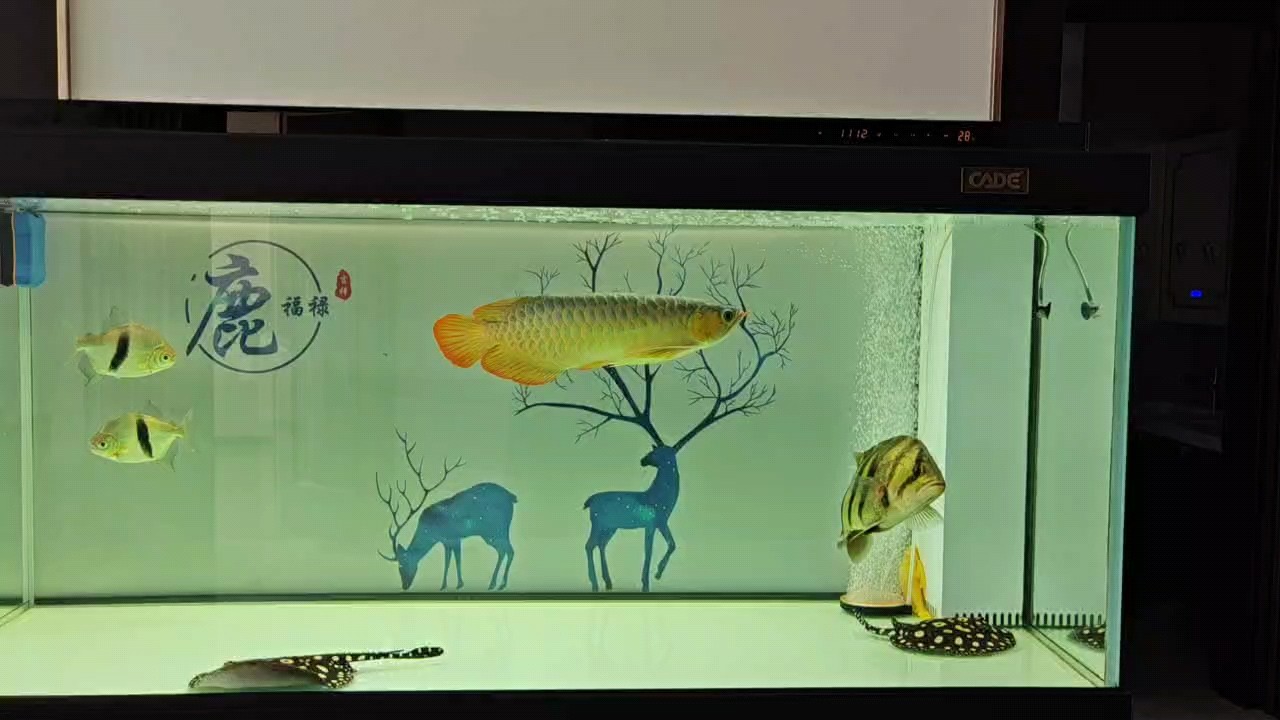 龍魚入缸第十九天，養成一條真不容易