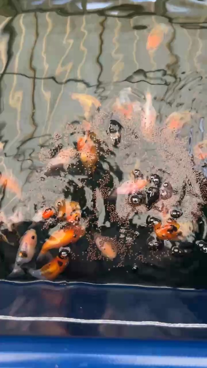 蘭壽金魚